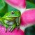 Image of green tree frog sitting on heliconia flower, Cairns, North Queensland, Australia