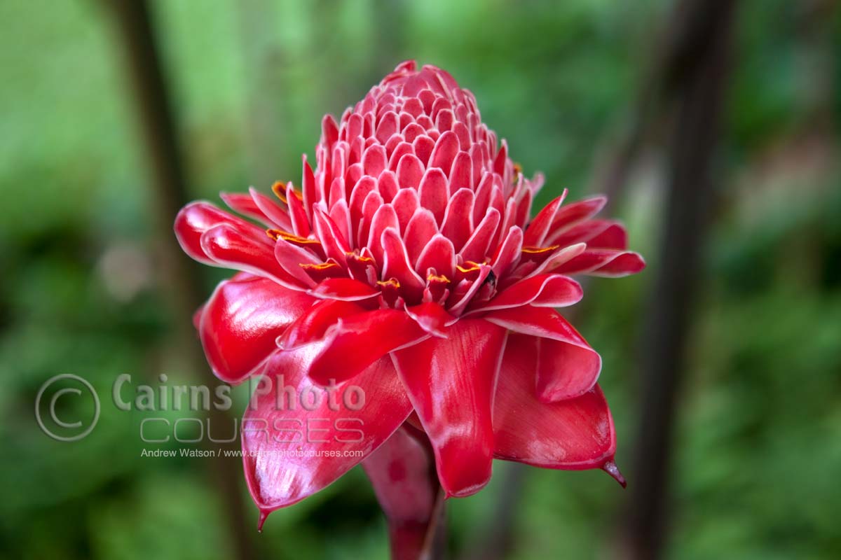 Cpc0015 Red Torch Ginger Cairns Photo Courses Image Of Torch Ginger Flower In Cairns Botanical Gardens North Queensland Australia Tropical