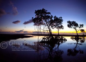 Image of mangroves silhouetted at dawn, Port Douglas, North Queensland, Australia