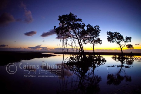 Image of mangroves silhouetted at dawn, Port Douglas, North Queensland, Australia