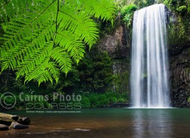 Image of tropical fern at Millaa Millaa Falls, North Queensland, Australia