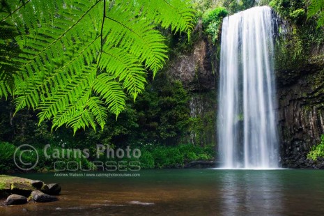 Image of tropical fern at Millaa Millaa Falls, North Queensland, Australia