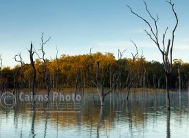 Image of dead trees rising out of Lake Tinaroo, Atherton Tablelands, North Queensland, Australia