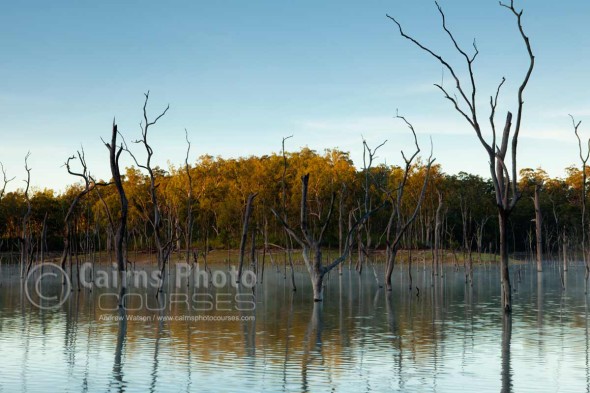 Image of dead trees rising out of Lake Tinaroo, Atherton Tablelands, North Queensland, Australia