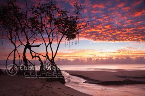 Image of dawn over mangroves and Coral Sea, Cairns, North Queensland, Australia