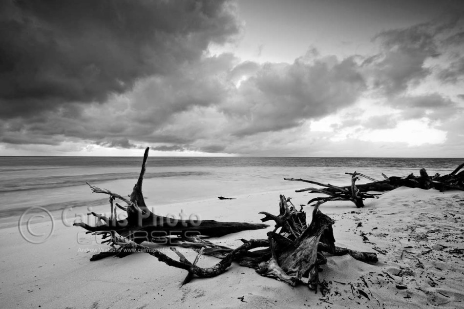 Image of driftwood on shore of Green Island, Great Barrier Reef, Cairns, North Queensland, Australia