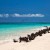 Image of sea birds on Michaelmas Cay, Great Barrier Reef, Cairns, North Queensland, Australia