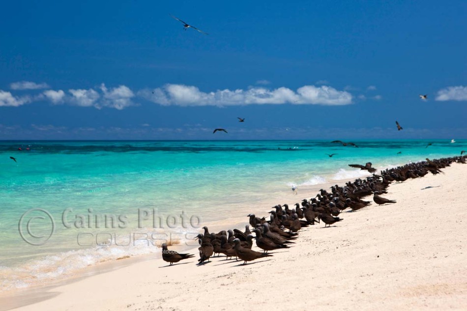 Image of sea birds on Michaelmas Cay, Great Barrier Reef, Cairns, North Queensland, Australia