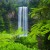 Image of tropical ferns at Millaa Millaa Falls, Atherton Tablelands, North Queensland, Australia