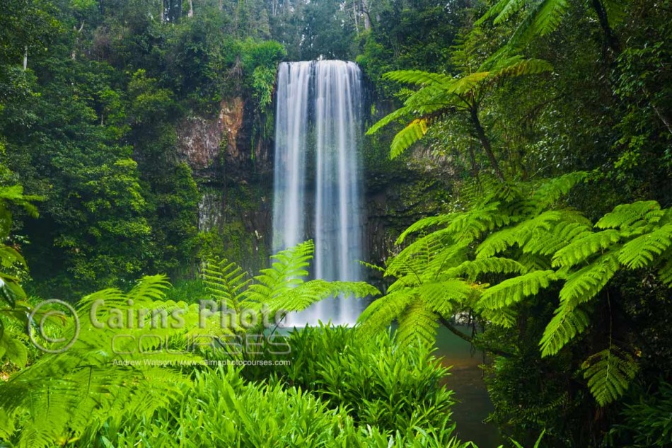 Image of tropical ferns at Millaa Millaa Falls, Atherton Tablelands, North Queensland, Australia