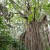 Image of giant strangler fig called the "Curtin Fig Tree", Yungaburra, Atherton Tablelands, North Queensland, Australia