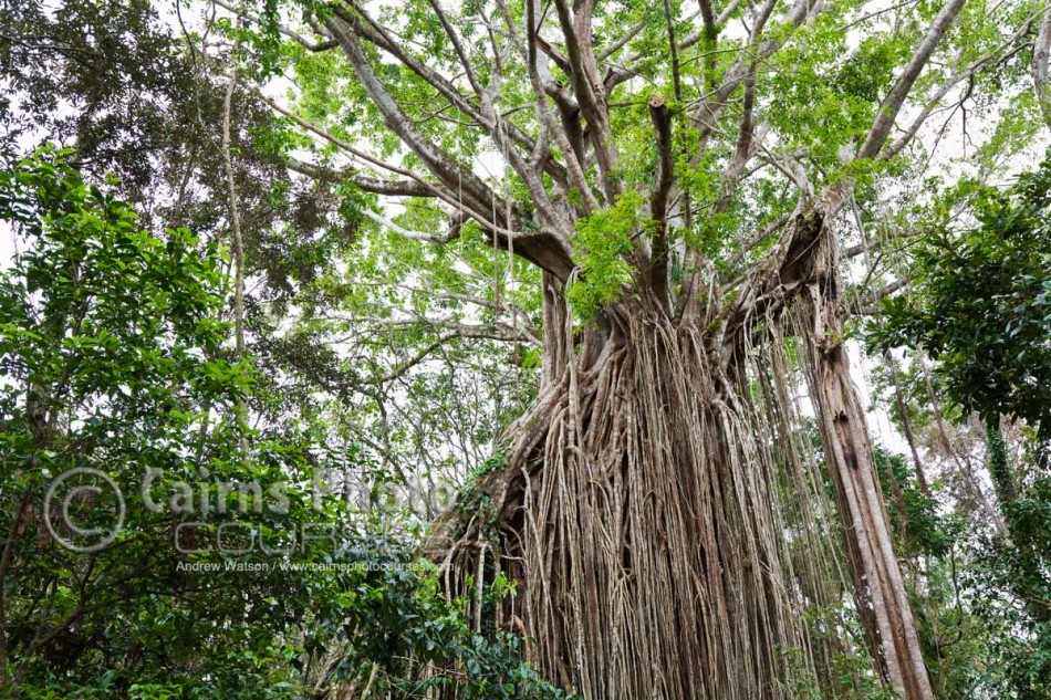 Image of giant strangler fig called the "Curtin Fig Tree", Yungaburra, Atherton Tablelands, North Queensland, Australia