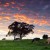 Image of cows grazing in pastures at dawn, Millaa Millaa, Atherton Tablelands, North Queensland, Australia