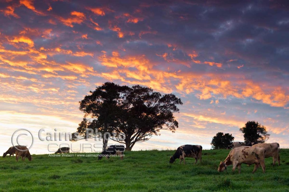 Image of cows grazing in pastures at dawn, Millaa Millaa, Atherton Tablelands, North Queensland, Australia