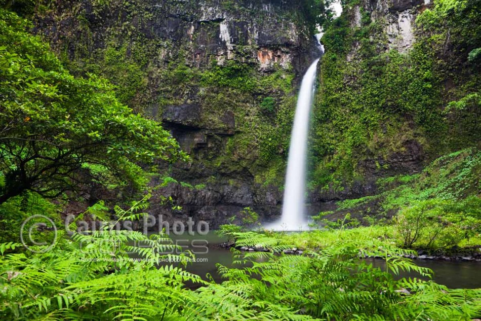 Image of Nandroya Falls surrounded by tropical ferns, Atherton Tablelands, North Queensland, Australia