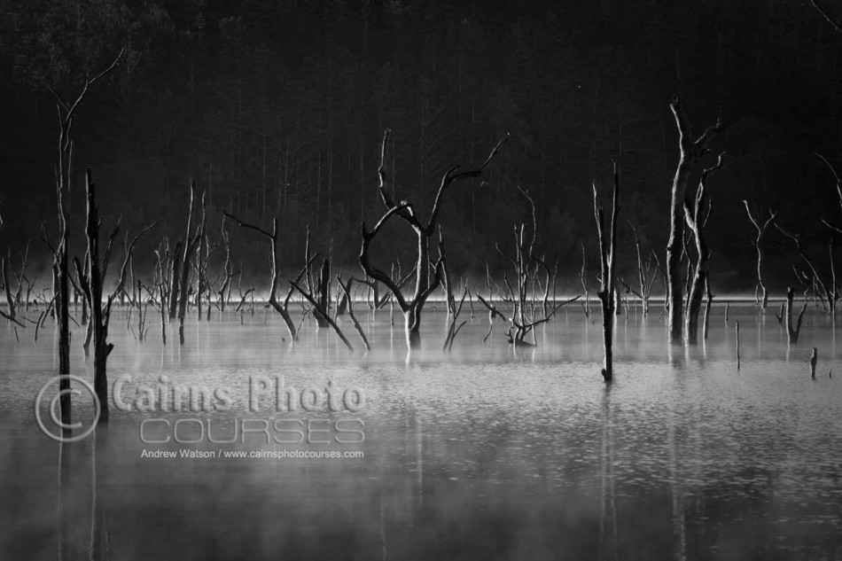 Image of dead trees rising out of Lake Tinaroo, Atherton Tablelands, North Queensland, Australia