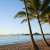 Image of coconut palms at Palm Cove, Cairns, North Queensland, Australia