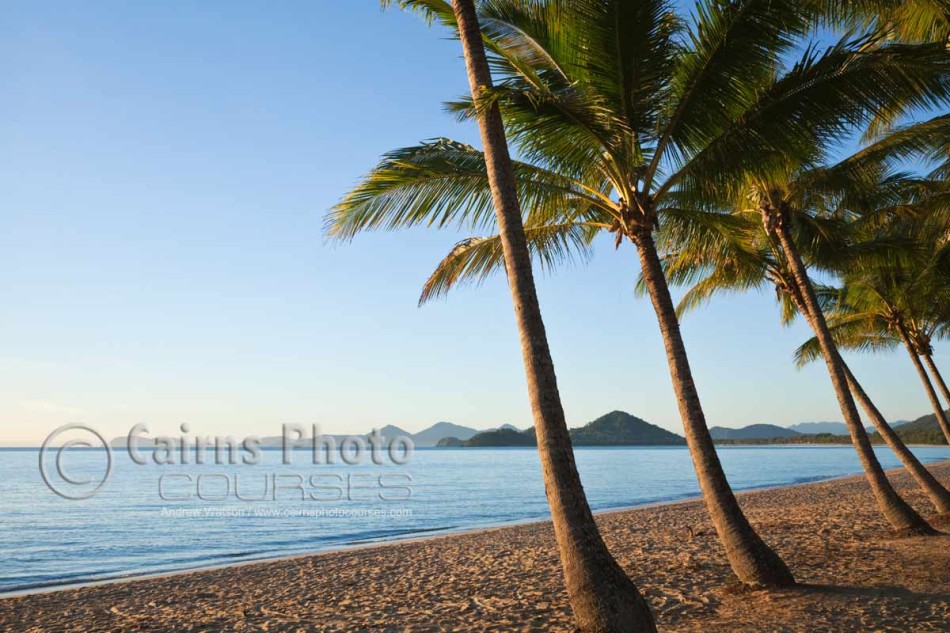 Image of coconut palms at Palm Cove, Cairns, North Queensland, Australia