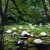 Image of Mossman Gorge, Daintree National Park, North Queensland, Australia