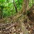 Image of rainforest buttress roots, Daintree National Park, North Queensland, Australia