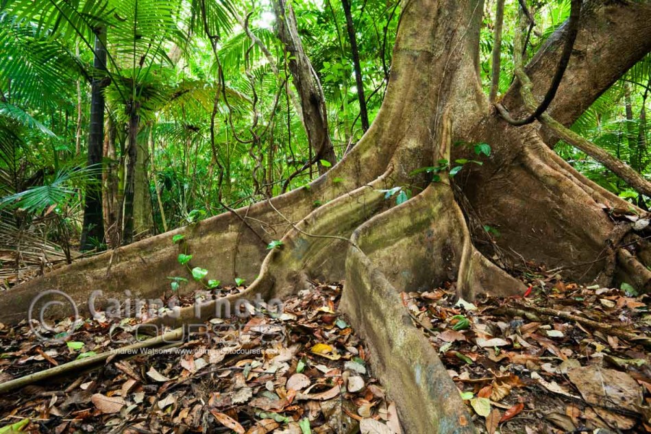 Image of rainforest buttress roots, Daintree National Park, North Queensland, Australia