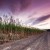 Image of cane fields at dawn near Mossman, North Queensland, Australia