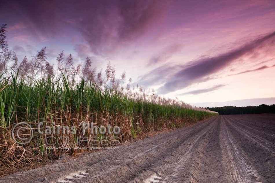 Image of cane fields at dawn near Mossman, North Queensland, Australia