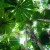 Image of Licuala palm forest, Cape Tribulation, Daintree National Park, North Queensland, Australia