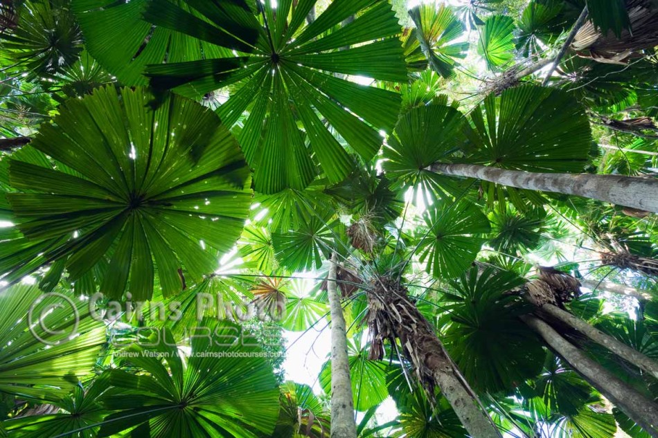 Image of Licuala palm forest, Cape Tribulation, Daintree National Park, North Queensland, Australia