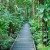 Image of rainforest path in Botanic Gardens, Cairns, North Queensland, Australia