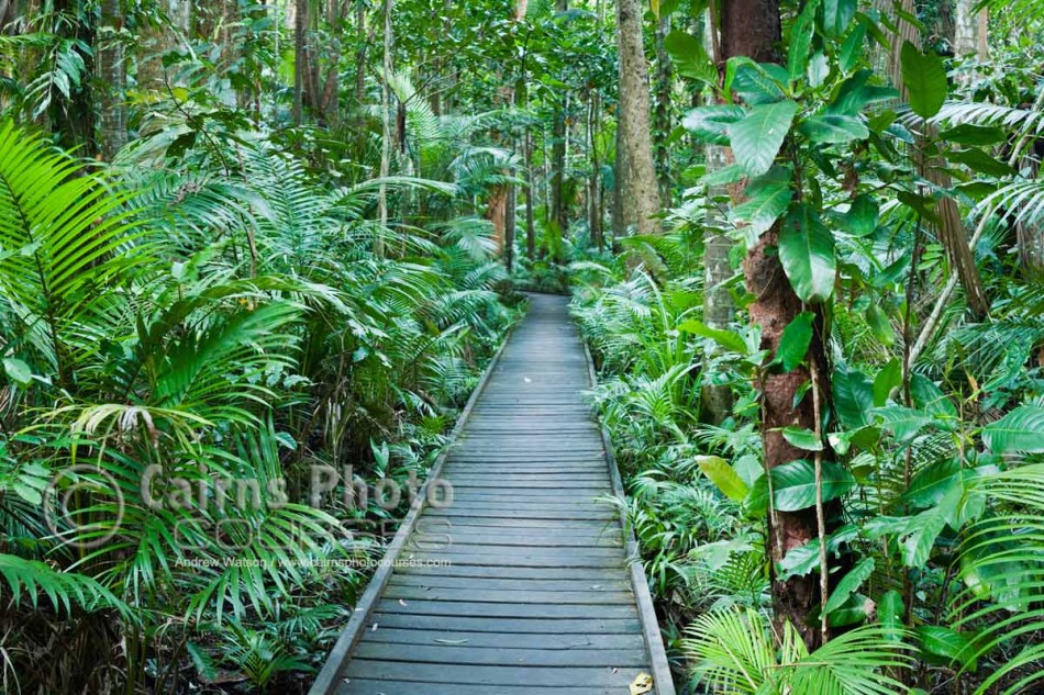 Image of rainforest path in Botanic Gardens, Cairns, North Queensland, Australia